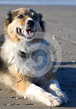 Annie the dog on the beach