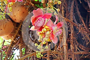 ÃÂ¡annon ball tree.Flowers and fruits photo