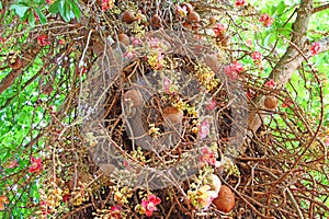 ÃÂ¡annon ball tree. Stem, flowers and fruits. Bottom view photo