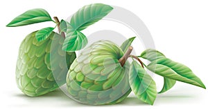Annona cherimoya fruits with leafes