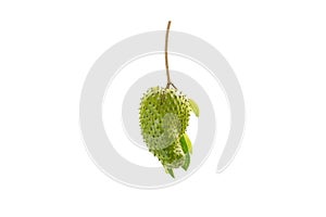 Annona muricata Fruit Green fresh White background