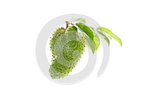 Annona muricata Fruit Green fresh White background
