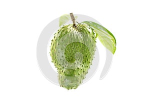 Annona muricata Fruit Green fresh White background