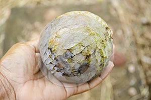 Annona Reticulata Custard Apple In Hand