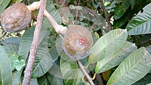 Annona reticulata growing on tree