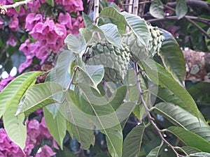 Annona squamosa, popularly known as 'fruta-do-conde'. Shot in Ilhabela, SP, Brazil.