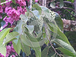 Annona squamosa, popularly known as 'fruta-do-conde'. Shot in Ilhabela, SP, Brazil.