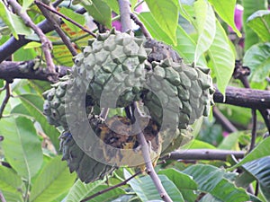 Annona squamosa, popularly known as 'fruta-do-conde'. Shot in Ilhabela, SP, Brazil.