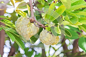 Annona on tree, Custard apple fruit