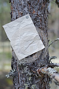 An announcement, a letter, a message on a tree in the forest