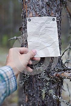 An announcement, a letter, a message on a tree in the forest.