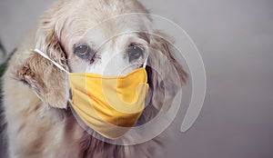 Annoyed Golden retriever dog  wearing yellow fabric mask , looking at camera , protection from coronavirus or covid-19 concept