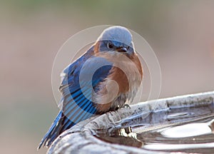 Annoyed male bluebird