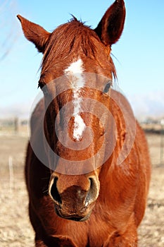 Annoyed Quarter Horse photo