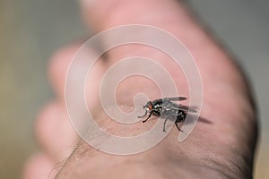 Annoying fly sitting on a foot photo