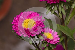 Annual aster Pink colour, Callistephus chinensis, Pune, Maharashtra
