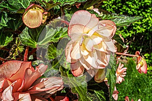 Annual begonias also known as wax begonias, or bedding begonias photo