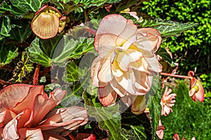 Annual begonias also known as wax begonias, or bedding begonias