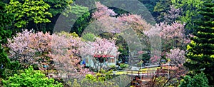 The annual cherry blossom, attracting a large number of tourists