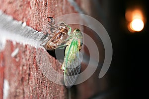 Annual Cicada Emerging