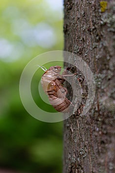 Annual Cicada Exoskeleton on the side of a Tree