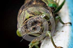 Annual cicada macro close-up of face head compound eye antenna clypeus ocellus