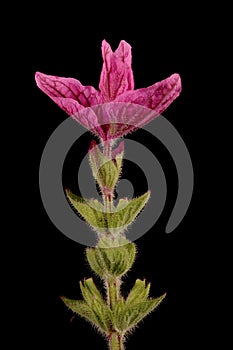 Annual Clary (Salvia viridis). Apical Coma Closeup