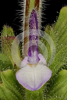 Annual Clary (Salvia viridis). Flower Closeup