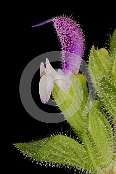 Annual Clary (Salvia viridis). Flower Closeup