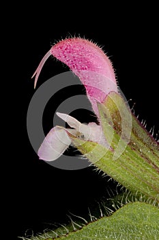 Annual Clary (Salvia viridis). Flower Closeup