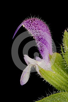 Annual Clary (Salvia viridis). Flower Closeup