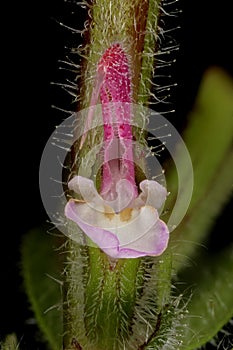 Annual Clary (Salvia viridis). Flower Closeup