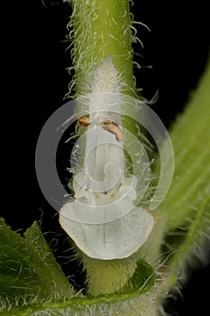 Annual Clary (Salvia viridis). Flower Closeup