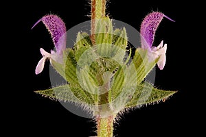 Annual Clary (Salvia viridis). Flowering Verticillaster Closeup