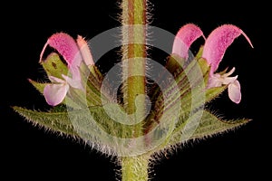 Annual Clary (Salvia viridis). Flowering Verticillaster Closeup