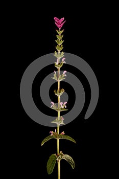 Annual Clary (Salvia viridis). Inflorescence Closeup
