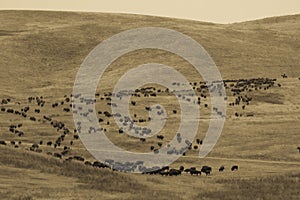 Annual Custer State Park, South Dakota, Buffalo Roundup