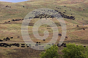 Annual Custer State Park, South Dakota, Buffalo Roundup