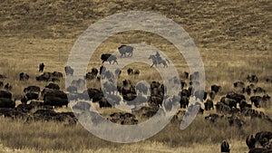 Annual Custer State Park, South Dakota, Buffalo Roundup