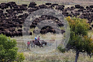 Annual Custer State Park, South Dakota, Buffalo Roundup