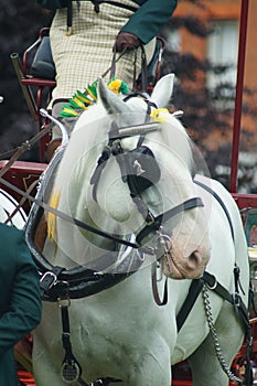 Heavy Horse show at Capel Manor June 2017