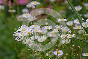 Annual fleabane Erigeron annuus, white flowers with a yellow center