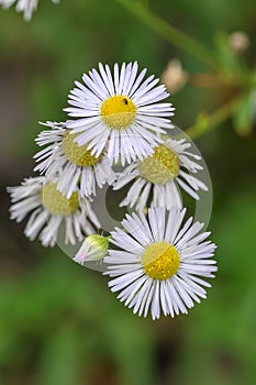 Annual fleabane Erigeron annuus, white flowers with yellow center