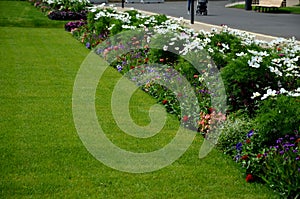 Annual flowerbed in a formal park of rectangles in the lawn. perfect connected flower bed at the pedestrian zone with benches