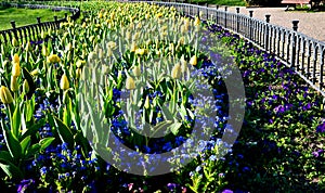 Annual flowerbed with yellow and blue flowers bordered by a low fence of metal gray fittings. landscaping in summer with tulips