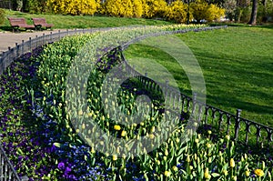 Annual flowerbed with yellow and blue flowers bordered by a low fence of metal gray fittings. landscaping in summer with tulips