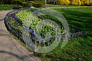 Annual flowerbed with yellow and blue flowers bordered by a low fence of metal gray fittings. landscaping in summer with tulips