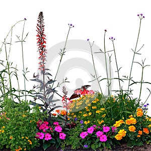 Annual Flowers Flowerbed, Isolated Blooming Cardinal Flower Bed Macro Closeup, Large Detailed Flowering Begonias, Balsams, Gauras