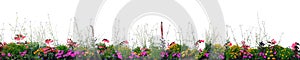 Annual Flowers Flowerbed Panorama, Isolated Horizontal Panoramic Blooming Cardinal Flower Bed Closeup, Flowering Begonias, Balsams photo