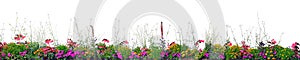 Annual Flowers Flowerbed Panorama, Isolated Horizontal Panoramic Blooming Cardinal Flower Bed Closeup, Flowering Begonias, Balsams